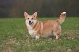 CORGI PEMBROKE 1468